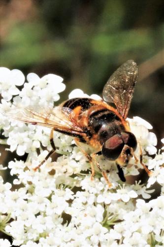 Réf. 220 371 : Eristalis pertinax